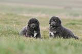 DOGUE DU TIBET 723